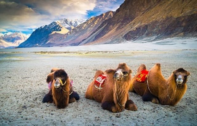 A double-hump camel is waiting for tourists in Nubra Valley, Leh.